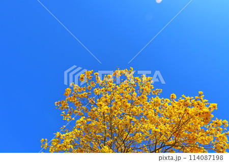 イペの木　黄色い花　青空　太陽光 114087198