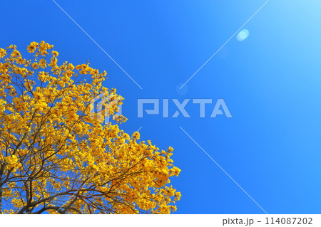 イペの木 黄色い花 青空 太陽光 イペの木 黄色い花 青空 太陽光 114087202