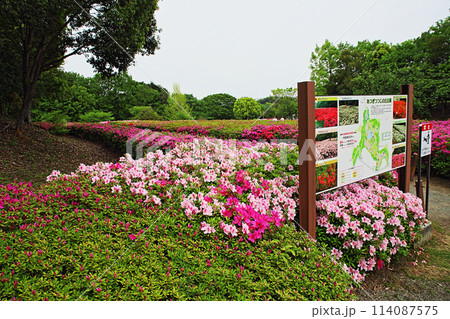あつぎつつじの丘公園1 114087575
