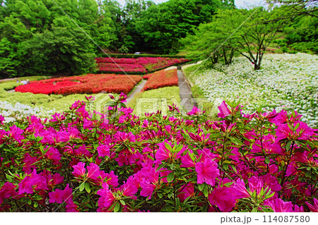 あつぎつつじの丘公園5 114087580