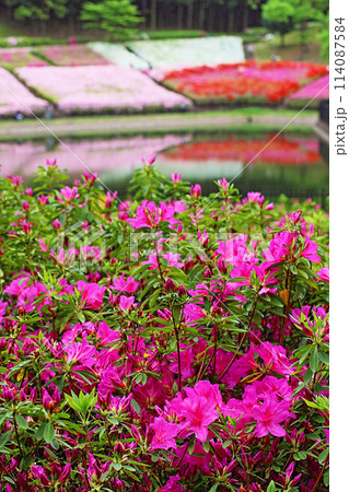 あつぎつつじの丘公園9 114087584