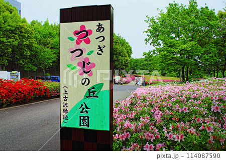 あつぎつつじの丘公園14 あつぎつつじの丘公園14 114087590