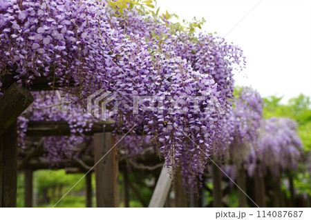 会津松平氏庭園　御薬園の藤棚 114087687