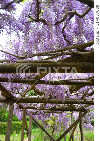 会津松平氏庭園 御薬園の藤棚 会津松平氏庭園 御薬園の藤棚 114087689