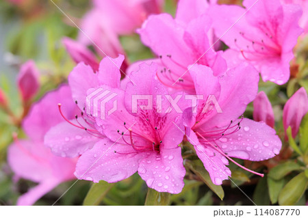 春の日差しを受けて色とりどりに咲き誇るツツジの花たち 114087770