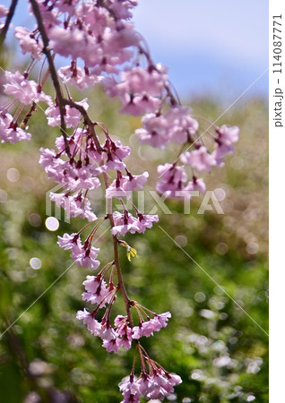 しだれ桜の花枝をクローズアップ 114087771