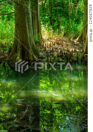 水と樹木が織りなす美しい景色「水辺の森」　篠栗九大の森(水辺の森)(福岡県篠栗町) 114087929