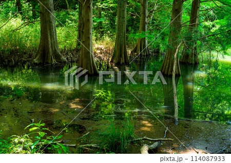 水と樹木が織りなす美しい景色「水辺の森」　篠栗九大の森(水辺の森)(福岡県篠栗町) 114087933