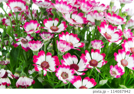 Beautiful pink flowers and green grass Beautiful pink flowers and green grass 114087942