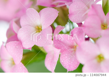Beautiful pink flowers and green leaves 114087944