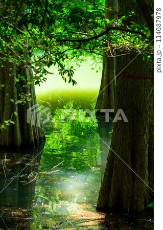 水と樹木が織りなす美しい景色「水辺の森」　篠栗九大の森(水辺の森)(福岡県篠栗町) 114087978