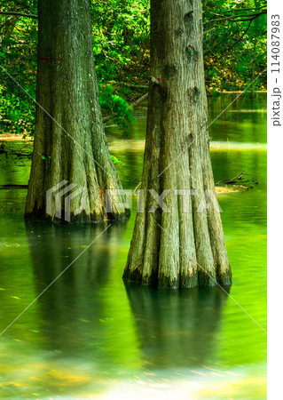 水と樹木が織りなす美しい景色「水辺の森」　篠栗九大の森(水辺の森)(福岡県篠栗町) 114087983