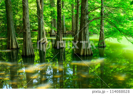 水と樹木が織りなす美しい景色「水辺の森」 篠栗九大の森(水辺の森)(福岡県篠栗町) 水と樹木が織りなす美しい景色「水辺の森」 篠栗九大の森(水辺の森)(福岡県篠栗町) 114088028