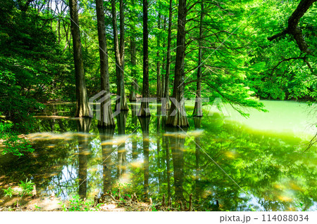 水と樹木が織りなす美しい景色「水辺の森」　篠栗九大の森(水辺の森)(福岡県篠栗町) 114088034