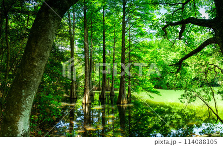水と樹木が織りなす美しい景色「水辺の森」 篠栗九大の森(水辺の森)(福岡県篠栗町) 水と樹木が織りなす美しい景色「水辺の森」 篠栗九大の森(水辺の森)(福岡県篠栗町) 114088105