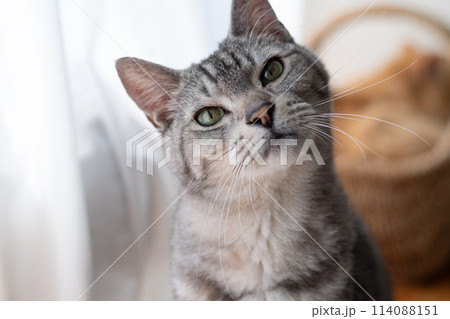 見つめる猫 サバトラ猫 見つめる猫 サバトラ猫 114088151