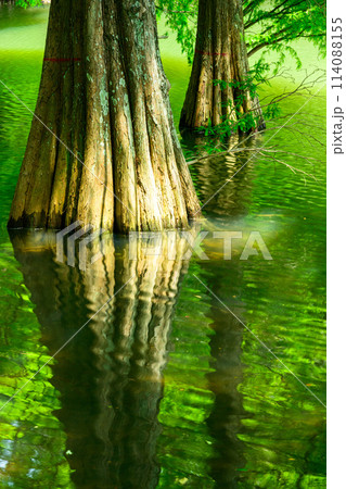 水と樹木が織りなす美しい景色「水辺の森」　篠栗九大の森(水辺の森)(福岡県篠栗町) 114088155