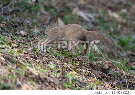 可愛いニホンリス 114088226
