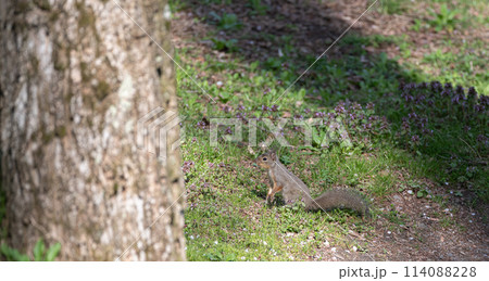 可愛いニホンリス 114088228