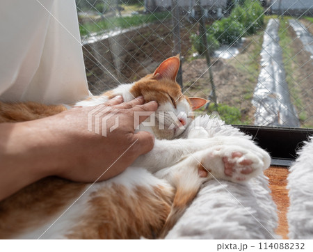 猫を撫でる 茶トラ白 猫を撫でる 茶トラ白 114088232