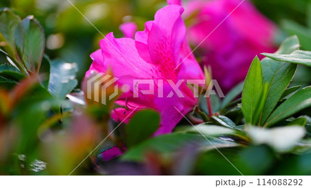 ピンクのツツジの花 ピンクのツツジの花 114088292