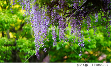 藤の花のある風景 114088295