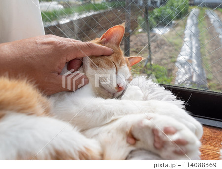 猫を撫でる 茶トラ白 猫を撫でる 茶トラ白 114088369