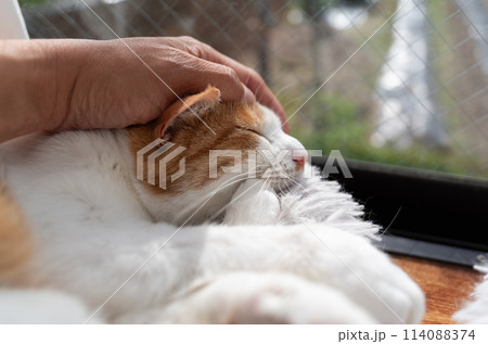 猫を撫でる　茶トラ白 114088374