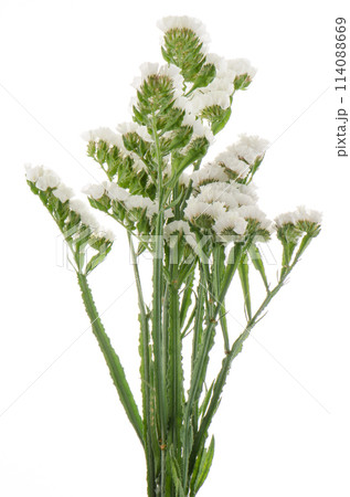 White statice flowers 114088669