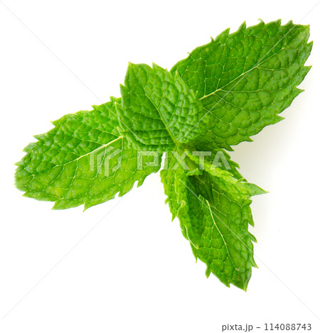 Fresh mint close up 114088743