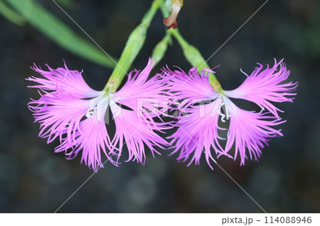 カワラナデシコ　山野草　ピンク色の花　草原に咲く 114088946