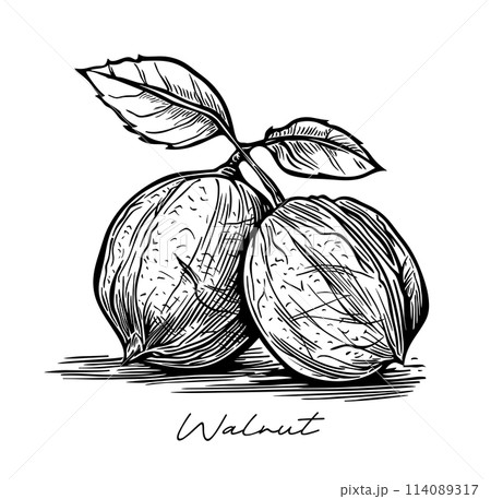 Walnut hand drawn black and white vector 114089317