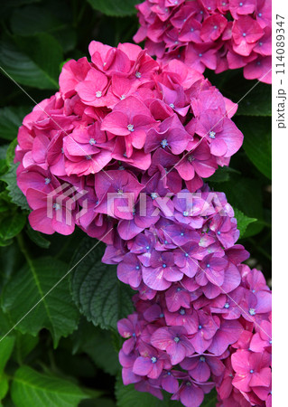 満開のアジサイ 満開のアジサイ 114089347