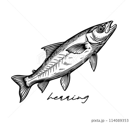 Herring hand drawn black and white vector 114089353