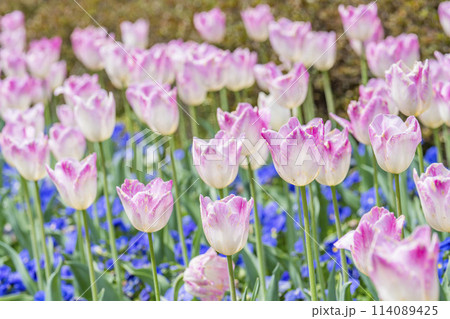 鮮やかに咲いたチューリップの花 国営みちのく杜の湖畔公園 宮城県川崎町 鮮やかに咲いたチューリップの花 国営みちのく杜の湖畔公園 宮城県川崎町 114089425
