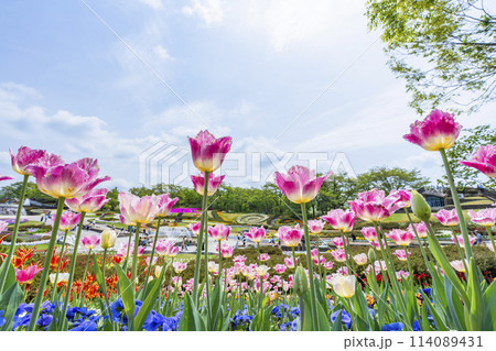 鮮やかに咲いたチューリップの花 国営みちのく杜の湖畔公園 宮城県川崎町 鮮やかに咲いたチューリップの花 国営みちのく杜の湖畔公園 宮城県川崎町 114089431