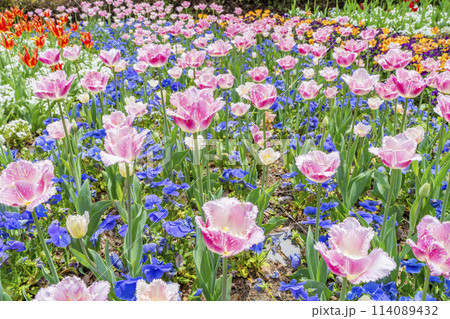 鮮やかに咲いたチューリップの花 国営みちのく杜の湖畔公園 宮城県川崎町 鮮やかに咲いたチューリップの花 国営みちのく杜の湖畔公園 宮城県川崎町 114089432