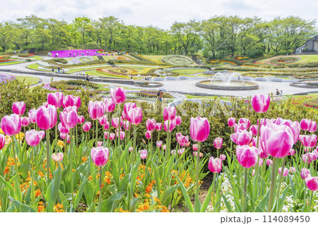 鮮やかに咲いたチューリップの花　国営みちのく杜の湖畔公園　宮城県川崎町 114089450