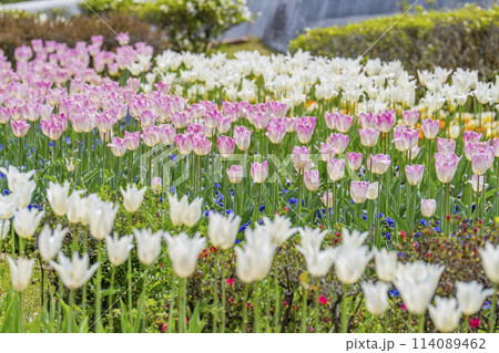 鮮やかに咲いたチューリップの花　国営みちのく杜の湖畔公園　宮城県川崎町 114089462