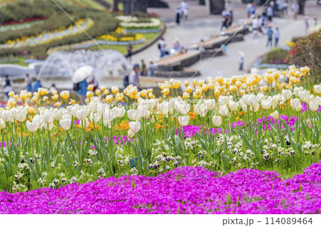 鮮やかに咲いたチューリップの花 国営みちのく杜の湖畔公園 宮城県川崎町 鮮やかに咲いたチューリップの花 国営みちのく杜の湖畔公園 宮城県川崎町 114089464