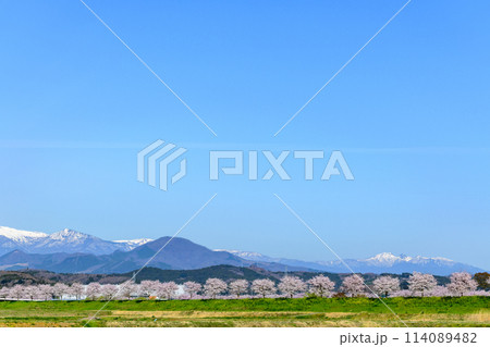 おおがわら桜ライン 宮城県 大河原町 114089482