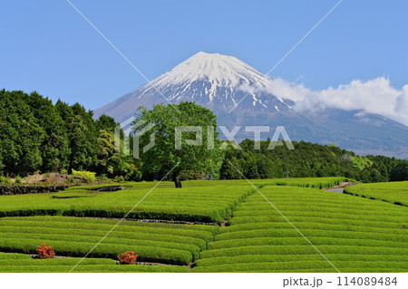 春 大淵笹場 若葉の茶畑に一本木 青空の富士山に良く似合う 春 大淵笹場 若葉の茶畑に一本木 青空の富士山に良く似合う 114089484