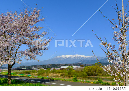 おおがわら桜ライン 宮城県 大河原町 おおがわら桜ライン 宮城県 大河原町 114089485