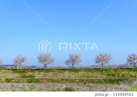 おおがわら桜ライン 宮城県 大河原町 114089502