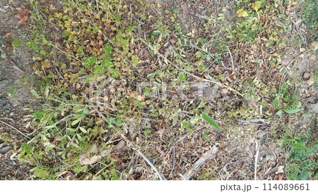除草剤で枯れた雑草 114089661