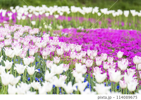 鮮やかに咲いたチューリップの花　国営みちのく杜の湖畔公園　宮城県川崎町 114089675