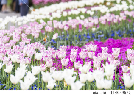 鮮やかに咲いたチューリップの花　国営みちのく杜の湖畔公園　宮城県川崎町 114089677