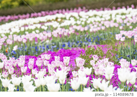 鮮やかに咲いたチューリップの花　国営みちのく杜の湖畔公園　宮城県川崎町 114089678
