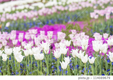鮮やかに咲いたチューリップの花　国営みちのく杜の湖畔公園　宮城県川崎町 114089679