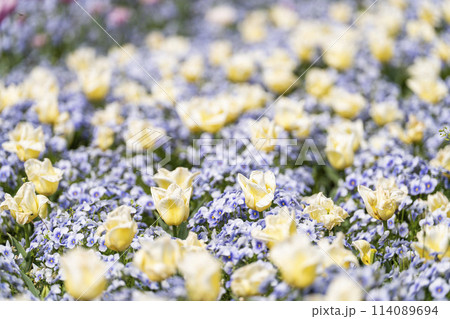 鮮やかに咲いたチューリップの花 国営みちのく杜の湖畔公園 宮城県川崎町 鮮やかに咲いたチューリップの花 国営みちのく杜の湖畔公園 宮城県川崎町 114089694